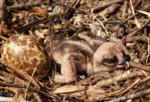 Young osprey.