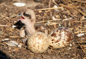 Young osprey.