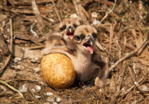 Young osprey.