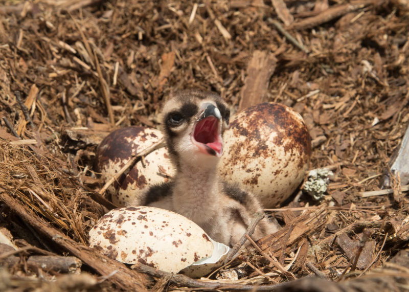 Young osprey just hatched in Mobjack Bay.