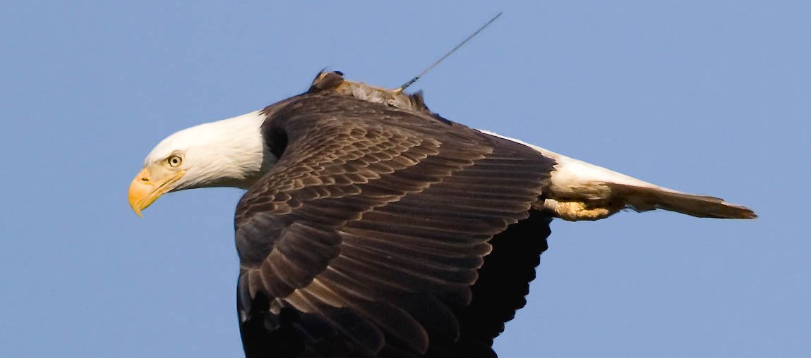 adult female bald eagle, Champlain