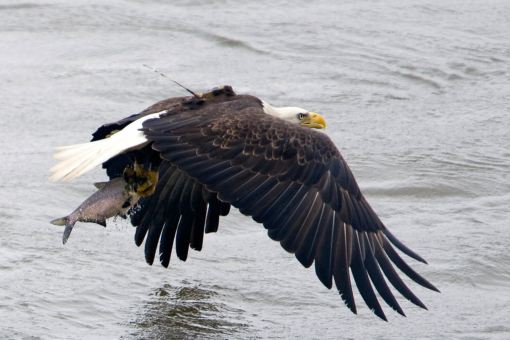 adult male bald eagle named Nanjemoy with fish