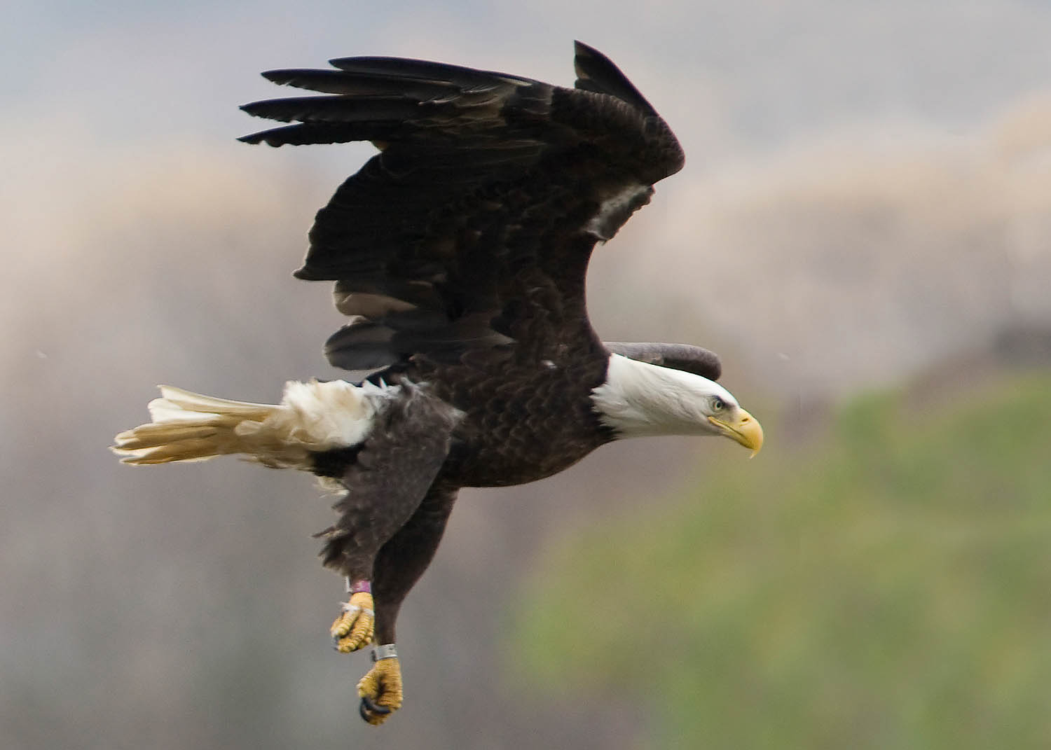 Conowingo Dam a great place to view eagles and to resight eagle bands
