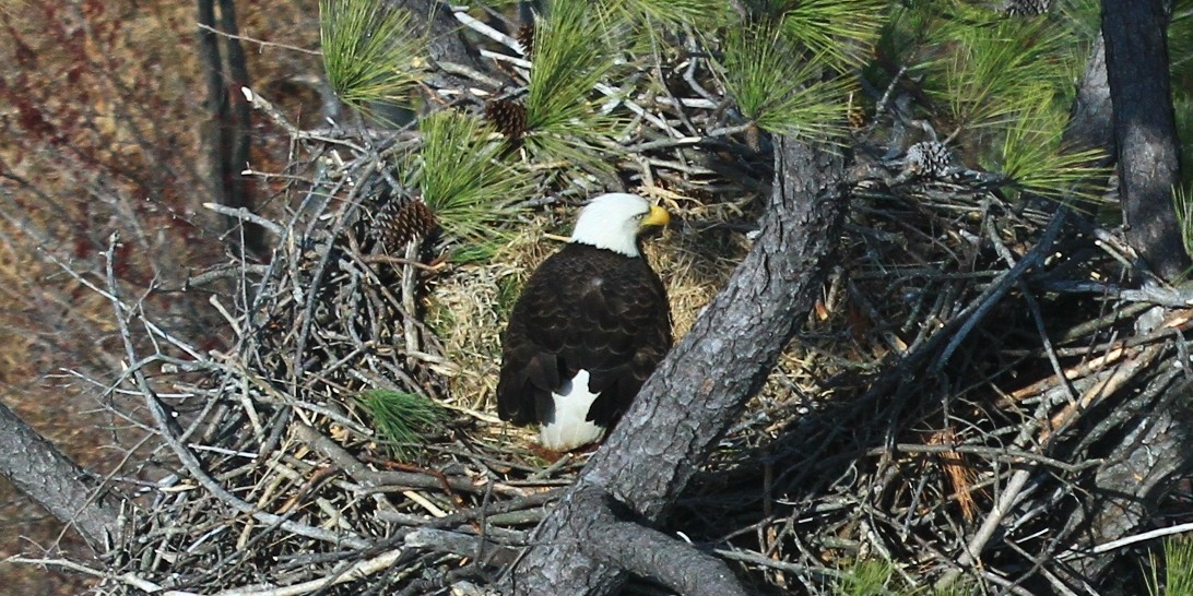 Bald Eagle on nest in Northampton County (copy)