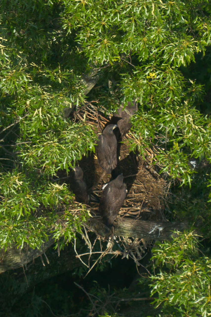 A rare four-chick bald eagle brood at eight weeks old